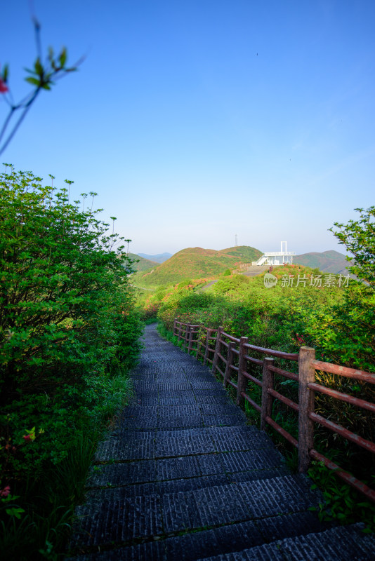 长沙市浏阳大围山杜鹃花海风光