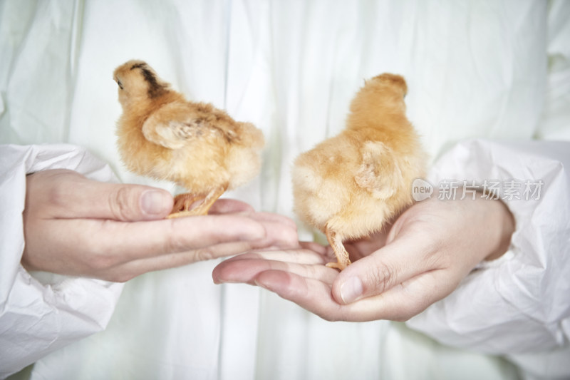 把小鸡放在手中检查的女饲养员