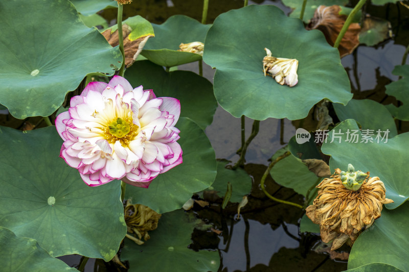 夏日炎炎池塘里盛开荷花随风送来香气