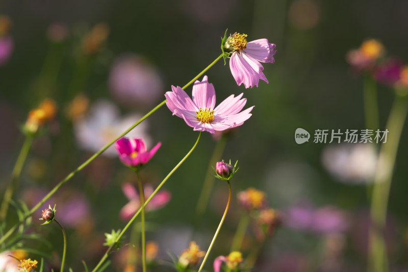 夕阳下的格桑花或波斯菊