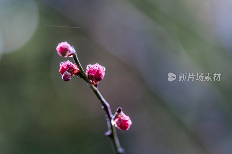 雨天盛开的西溪湿地梅花微距视角