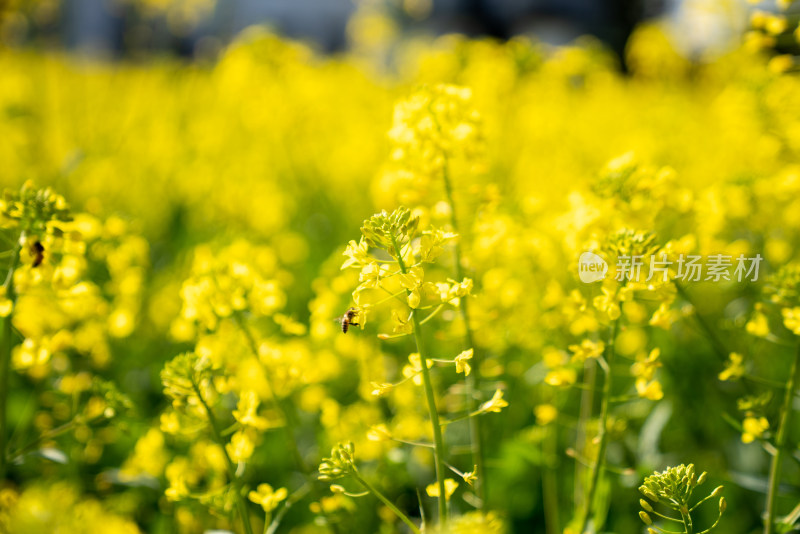 春天油菜花