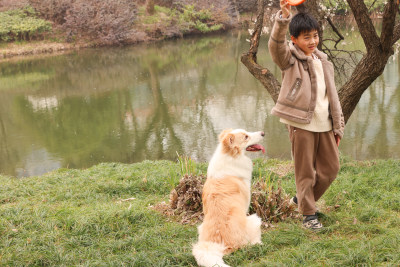 小男孩和宠物边境牧羊犬在草地上玩飞盘