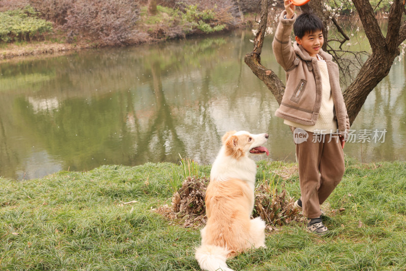 小男孩和宠物边境牧羊犬在草地上玩飞盘