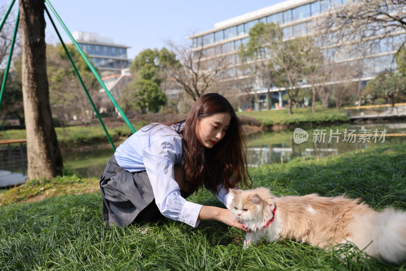 一个美女与宠物英国长毛猫的温馨互动