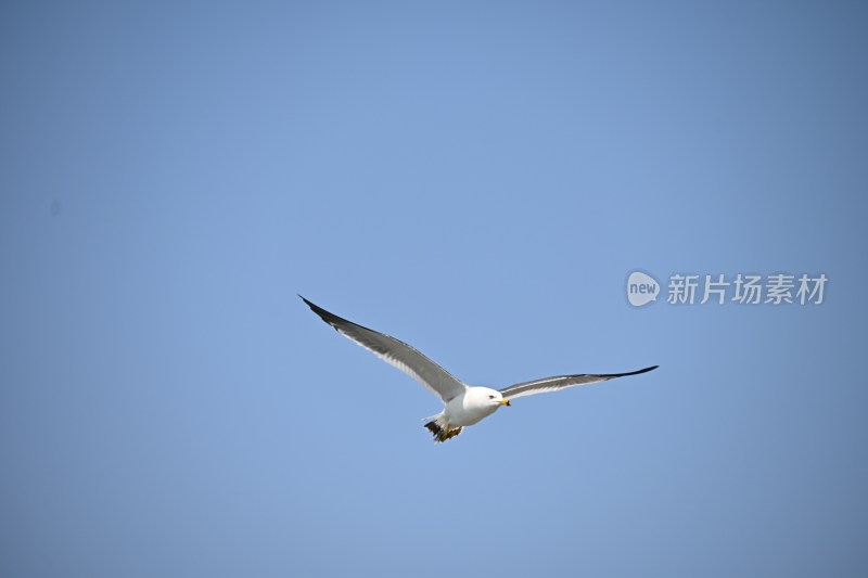 蓝天中飞翔的海鸥