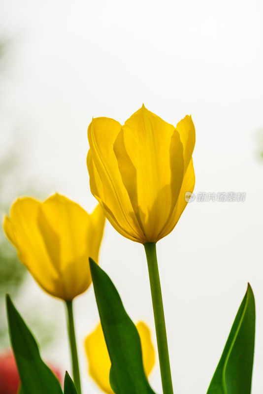 盛开的黄色的郁金香花