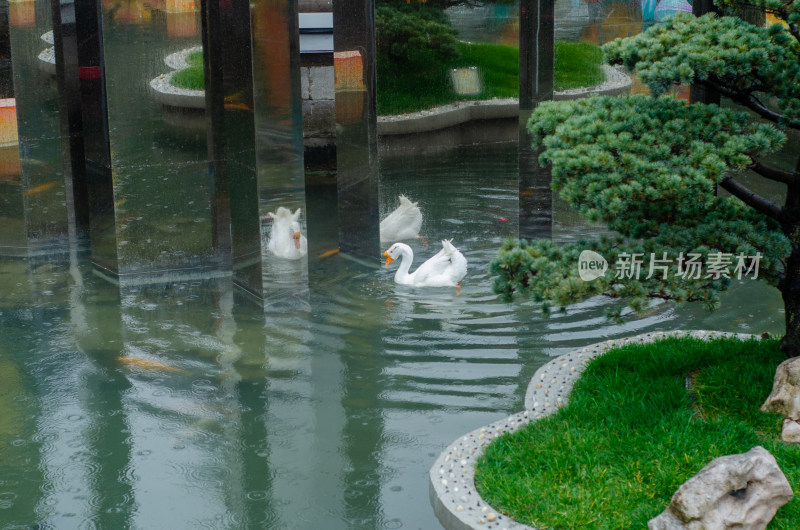 上海黄城隍庙池塘里的一只大白鹅在雨中游泳