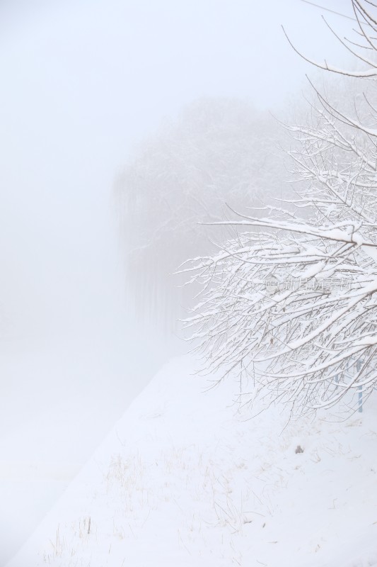 雪地里的树雪景