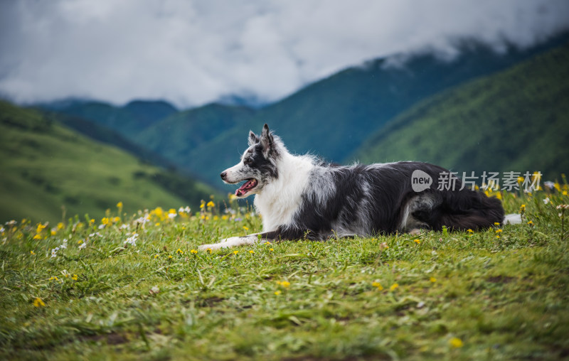 草原上的边境牧羊犬与飞盘