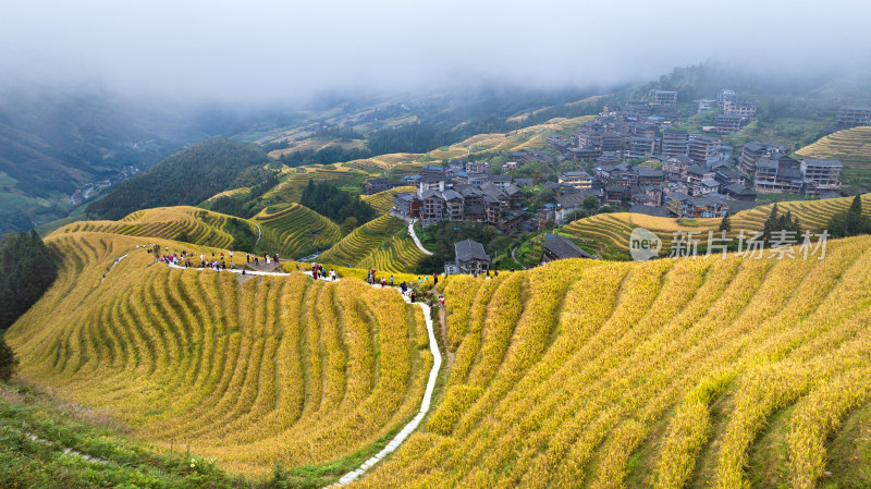 广西桂林龙脊梯田秋收稻田航拍风景