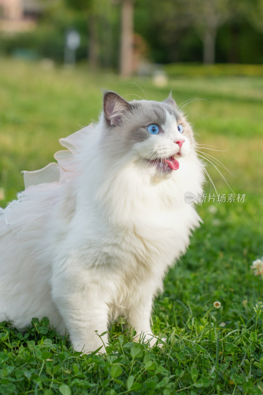 草地上穿着纱裙的布偶猫
