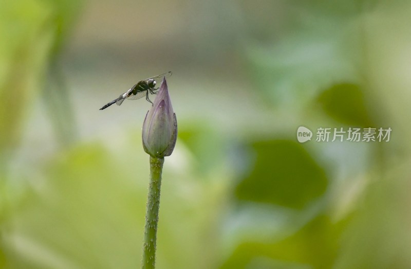 重庆酉阳：夏日荷花别样红