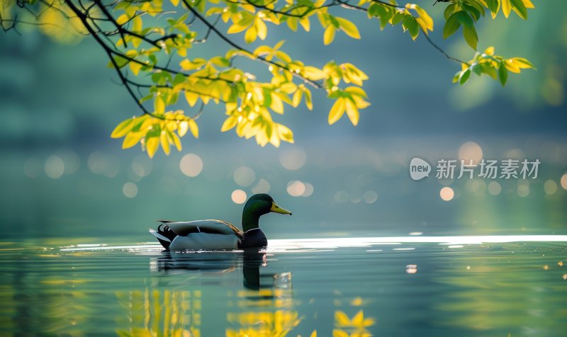 湖边鸭子春江水暖宁静悠闲湖泊背景