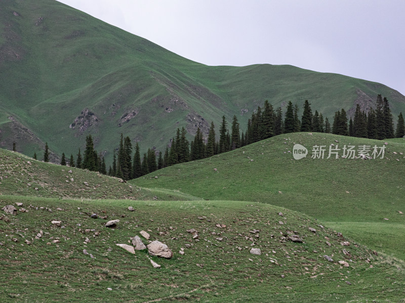 夏天新疆伊犁，绿色草地的自然风光