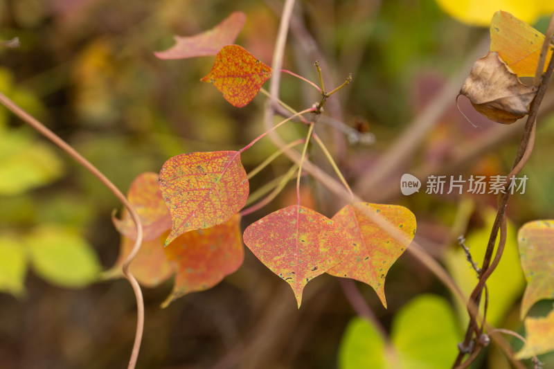 秋天秋季心形乌桕树叶特写