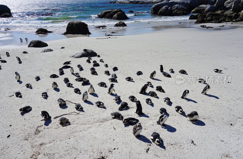 南非博尔德斯海滩Boulders Beach，非洲企鹅