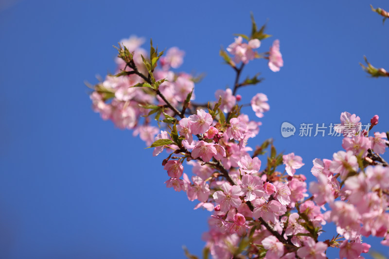 杭州西湖花港观鱼的河津樱樱花