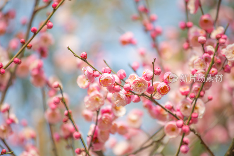 枝头绽放的梅花与含苞待放的花骨朵