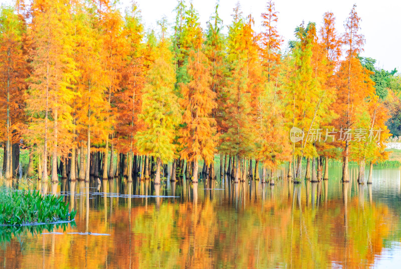 成都白鹭湾湿地公园水杉秋景