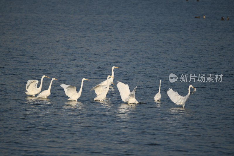 湿地中野生白鹭