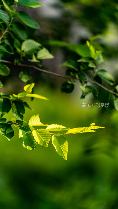 邹城中央公园城市绿植景观