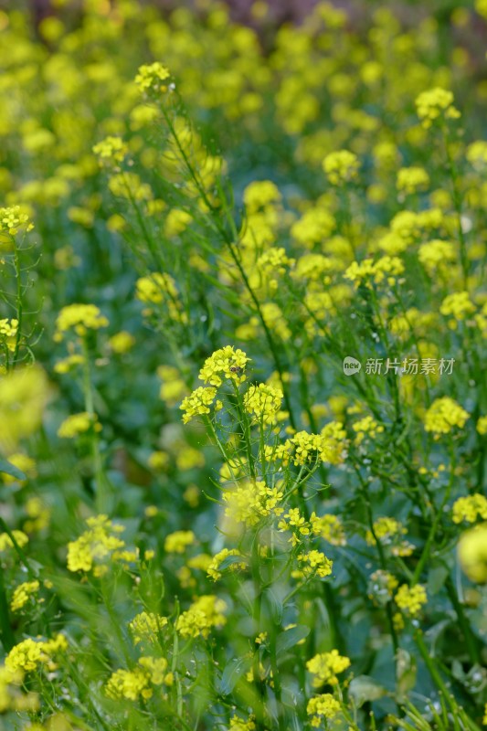 厦门园博苑的油菜花