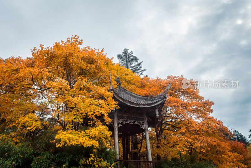 秋日红叶彩林