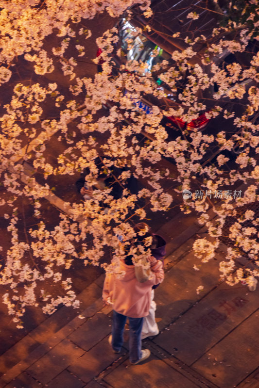 湖南常德府坪街春季樱花街道夜景