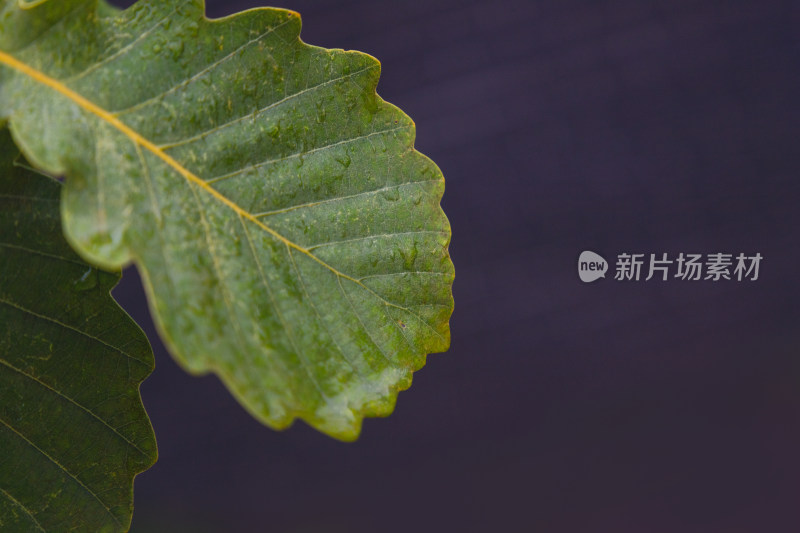 初秋雨后的褪色叶片