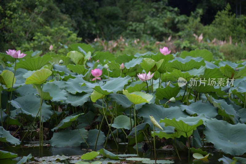 广东东莞：清溪公园荷花盛开