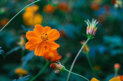 一朵秋日小黄花特写