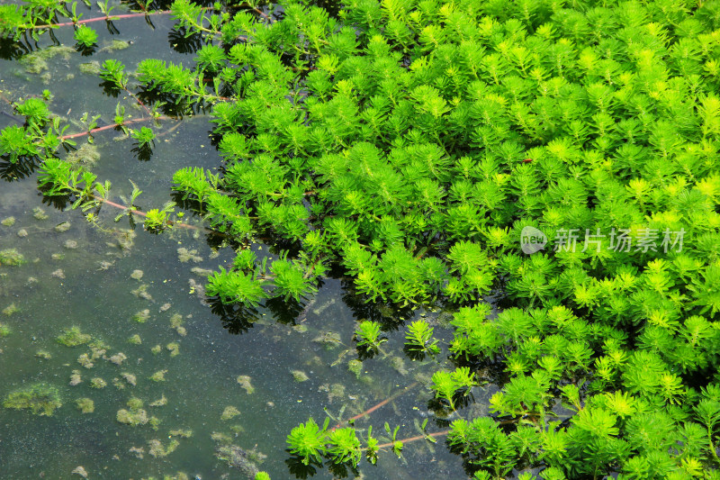 水边茂盛生长的绿色水生植物景观