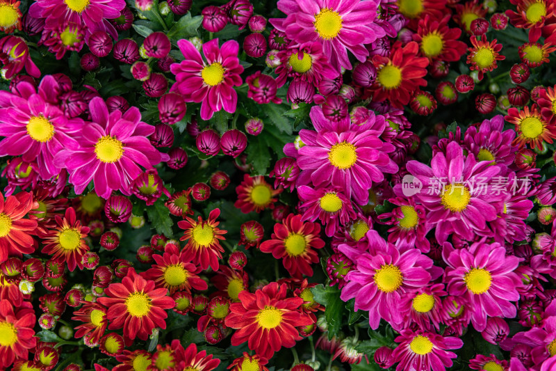 菊花花海