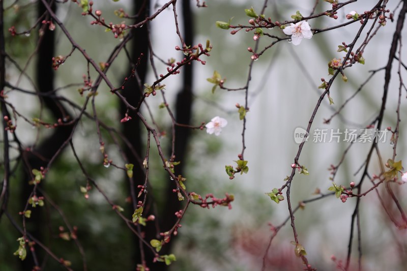 枝头绽放的粉嫩梅花