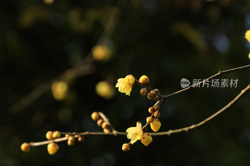 冬天腊月盛开的蜡梅花