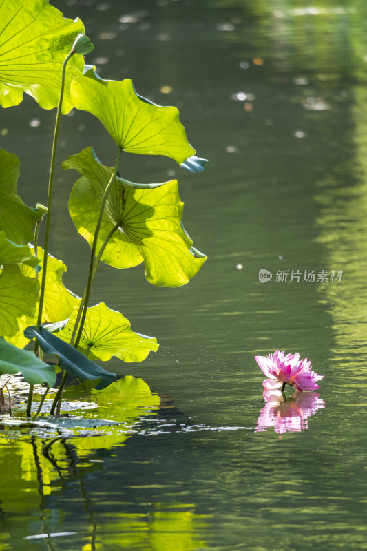 杭州西湖风景区曲院风荷荷花风景