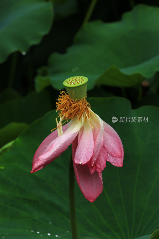 雨水打湿的荷花