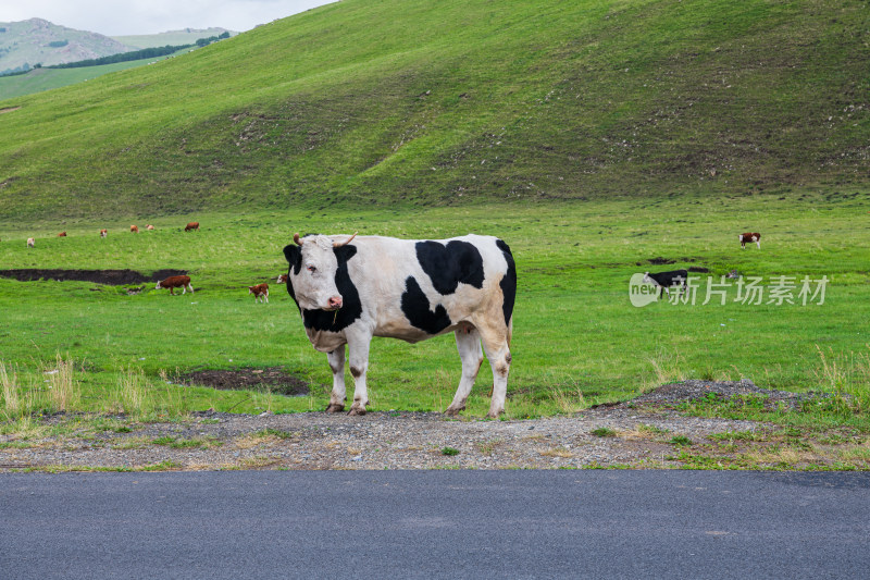 克什克腾旗热阿线草原上的牛马吃草