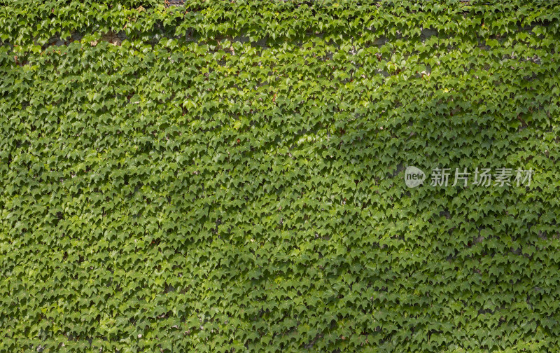 绿色植被背景墙