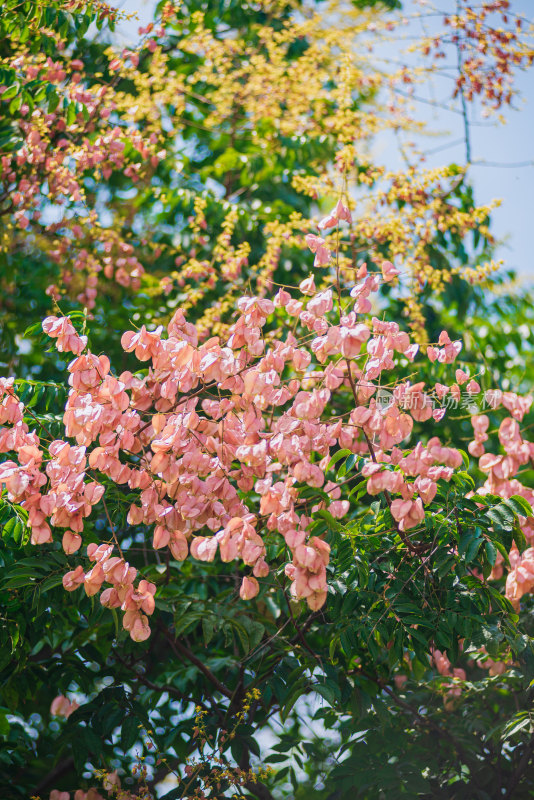 秋天栾树花开