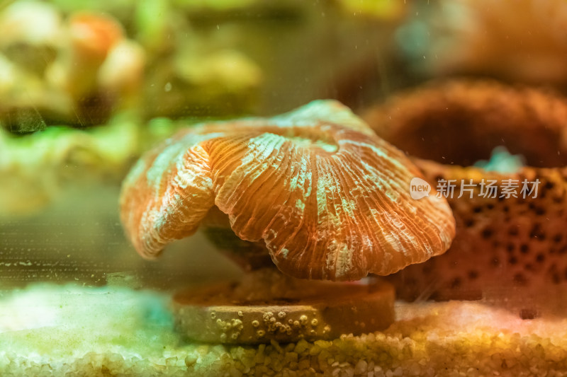 海缸水生物