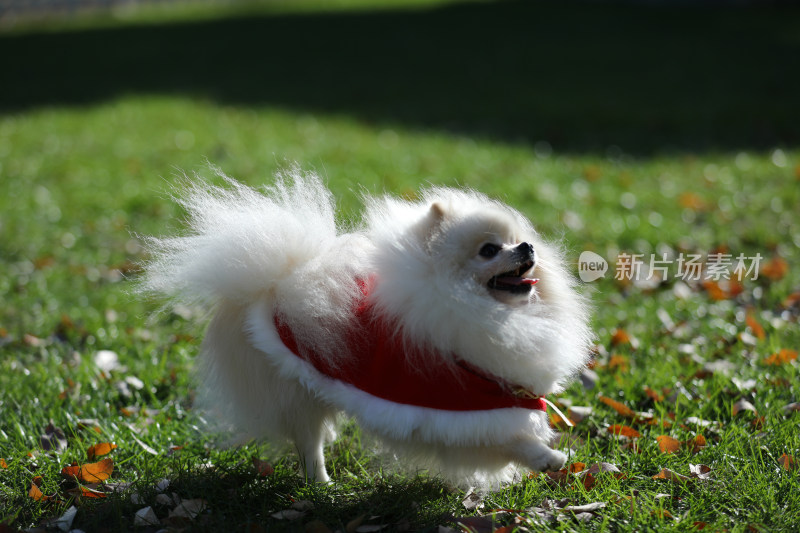 站在草地上穿红色衣服的白色博美犬