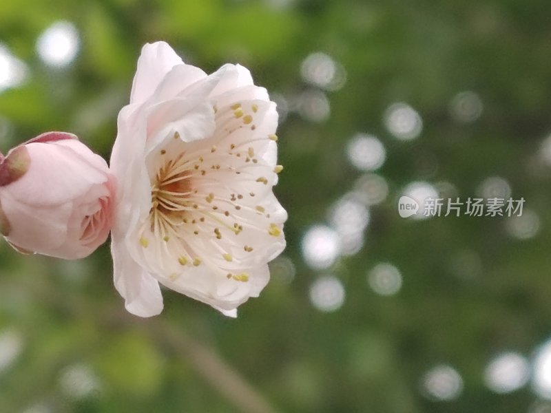 白色花朵特写展示花蕊与花苞细节