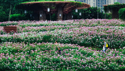 佛山市千灯湖公园醉蝶花花海