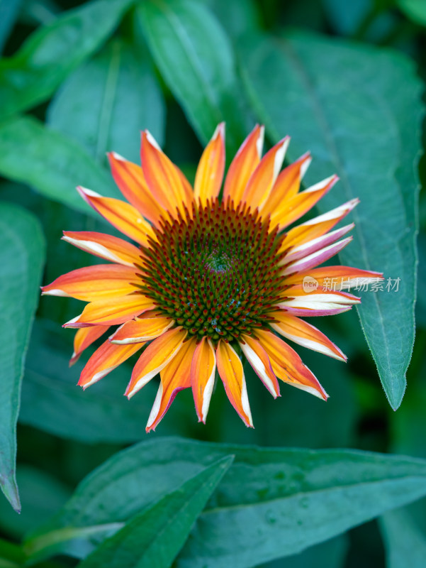 松果菊开花特写