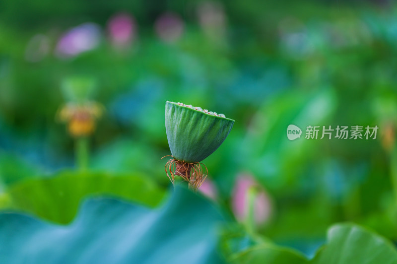 夏季荷塘荷花莲蓬荷叶特写