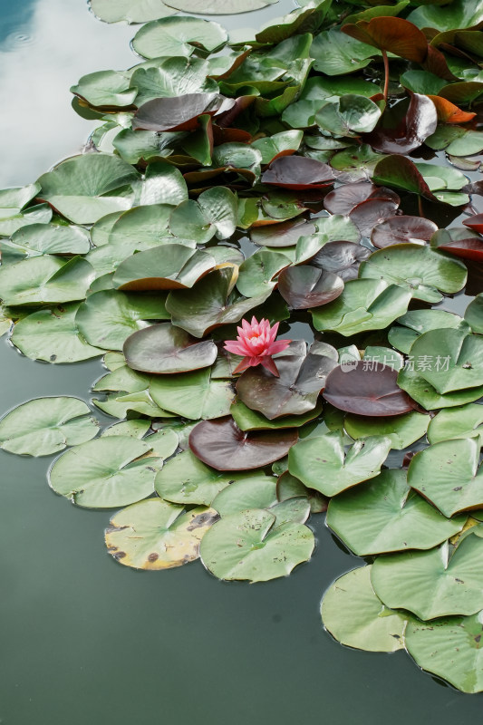 北京国家植物园睡莲