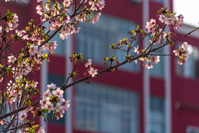 盛开樱花树