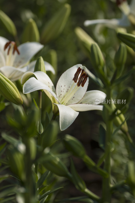 芬芳漂亮百合花